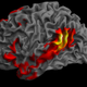 Illustration for article titled The Human Brain Is Lopsided Compared To Other Primates
